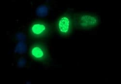 FOXP1 Monoclonal Antibody (OTI1G7), TrueMAB , OriGene 30 &mu;L; Unconjugated:Anticuerpos