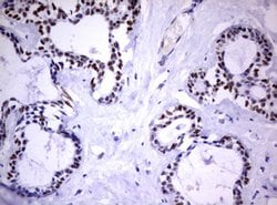 FOXP1 Mouse anti-Human, Clone: OTI3G3, lyophilized, TrueMAB 100 &mu;g;
