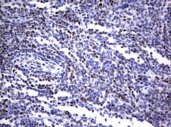 FOXP1 Mouse anti-Human, Clone: OTI3G3, lyophilized, TrueMAB 100 &mu;g;