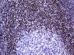 FOXP1 Mouse anti-Human, Clone: OTI3G3, lyophilized, TrueMAB 100 &mu;g;