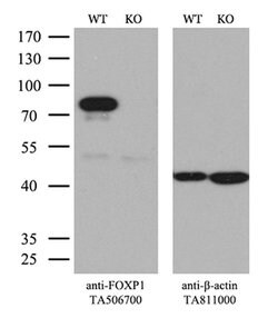 FOXP1 Monoclonal Antibody (OTI4D2), TrueMAB , OriGene 100 &mu;L; Unconjugated:Antibodies,