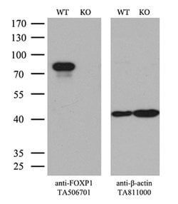 FOXP1 Monoclonal Antibody (OTI1G7), TrueMAB , OriGene 30 &mu;L; Unconjugated:Anticuerpos