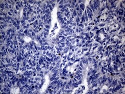 FOXP3 Mouse anti-Human, Clone: OTI3D1, lyophilized, TrueMAB 100 &mu;g;