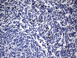 FOXP3 Mouse anti-Human, Clone: OTI3D1, lyophilized, TrueMAB 100 &mu;g;