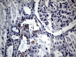 FOXP3 Mouse anti-Human, Clone: OTI3D1, lyophilized, TrueMAB 100 &mu;g;