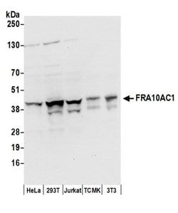 FRA10AC1 Polyclonal Antibody, Bethyl Laboratories:Antibodies:Primary Antibodies