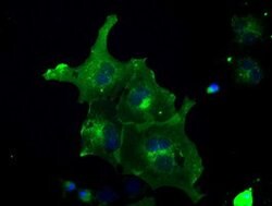 FRK Mouse anti-Human, Clone: OTI5F3, lyophilized, TrueMAB 100 &mu;g; Unconjugated:Antibodies,