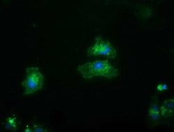 FRK Monoclonal Antibody (OTI3E2), TrueMAB , OriGene 100 &mu;L; Unconjugated:Antibodies,