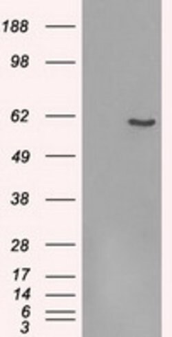FRK Mouse anti-Human, Clone: OTI7A7, lyophilized, TrueMAB 100 &mu;g; Unconjugated:Antibodies,