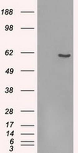 FRK Mouse anti-Human, Clone: OTI7A7, liquid, TrueMAB 100 &mu;L; Unconjugated:Antibodies,