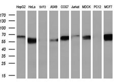 FRK Mouse anti-Human, Clone: OTI7A7, lyophilized, TrueMAB 100 &mu;g; Unconjugated:Antibodies,