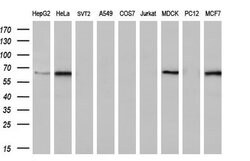 FRK Mouse anti-Human, Clone: OTI5F3, lyophilized, TrueMAB 100 &mu;g; Unconjugated:Antibodies,
