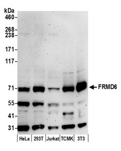 FRMD6 Polyclonal Antibody, Bethyl Laboratories 20 &mu;L; Unconjugated:Antibodies,