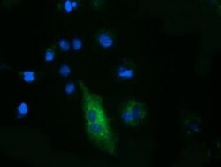 FSHB Monoclonal Antibody (OTI2G9), TrueMAB , OriGene 100 &mu;L; Unconjugated:Antibodies,