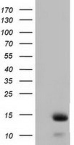 FSHB Mouse anti-Human, Clone: OTI2A6, lyophilized, TrueMAB 100 &mu;g; Unconjugated:Antibodies,