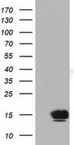 FSHB Monoclonal Antibody (OTI2E5), TrueMAB , OriGene 100 &mu;L; Unconjugated:Antibodies,