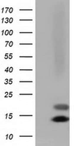 FSHB Monoclonal Antibody (OTI4B9), TrueMAB , OriGene 30 &mu;L; Unconjugated:Antibodies,