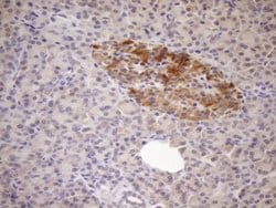FSIP1 Mouse anti-Human, Clone: OTI4F9, lyophilized, TrueMAB 100 &mu;g;