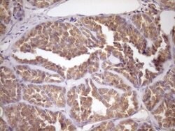 FSIP1 Mouse anti-Human, Clone: OTI4F9, lyophilized, TrueMAB 100 &mu;g;