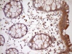 FSIP1 Mouse anti-Human, Clone: OTI4F9, lyophilized, TrueMAB 100 &mu;g;