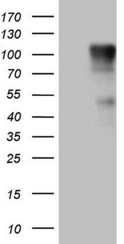 FSIP1 Mouse anti-Human, Clone: OTI3E6, lyophilized, TrueMAB 100 &mu;g;