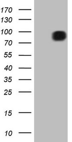 FSIP1 Mouse anti-Human, Clone: OTI4F9, lyophilized, TrueMAB 100 &mu;g;