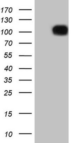 FSIP1 Mouse anti-Human, Clone: OTI1E7, lyophilized, TrueMAB 100 &mu;g;