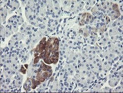 FTCD Monoclonal Antibody (OTI1A7), TrueMAB , OriGene:Antibodies:Primary