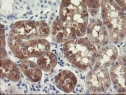 FTCD Monoclonal Antibody (OTI1A7), TrueMAB , OriGene:Antibodies:Primary