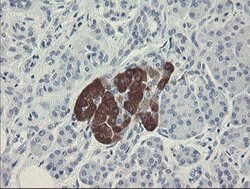 FTCD Mouse anti-Human, Clone: OTI4F5, lyophilized, TrueMAB 100 &mu;g; Unconjugated:Antibodies,