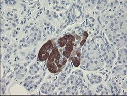 FTCD Monoclonal Antibody (OTI4F5), TrueMAB , OriGene 100 &mu;L; Unconjugated:Antibodies,