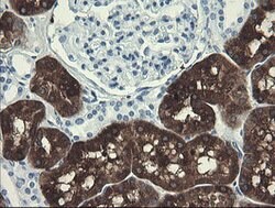 FTCD Mouse anti-Human, Clone: OTI4F5, lyophilized, TrueMAB 100 &mu;g; Unconjugated:Antibodies,