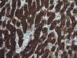 FTCD Mouse anti-Human, Clone: OTI8C2, lyophilized, TrueMAB 100 &mu;g; Unconjugated:Antibodies,