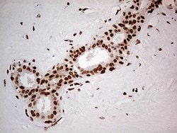 FTO Mouse anti-Human, Clone: OTI4A1, lyophilized, TrueMAB 100 &mu;g; Unconjugated:Antibodies,