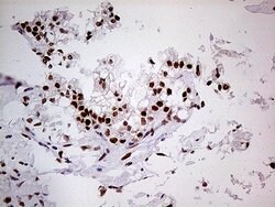 FTO Mouse anti-Human, Clone: OTI4A1, lyophilized, TrueMAB 100 &mu;g; Unconjugated:Antibodies,