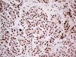 FTO Mouse anti-Human, Clone: OTI4A1, lyophilized, TrueMAB 100 &mu;g; Unconjugated:Antibodies,