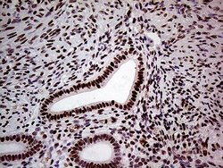 FTO Mouse anti-Human, Clone: OTI4A1, lyophilized, TrueMAB 100 &mu;g; Unconjugated:Antibodies,