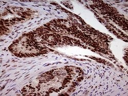 FTO Mouse anti-Human, Clone: OTI4A1, lyophilized, TrueMAB 100 &mu;g; Unconjugated:Antibodies,