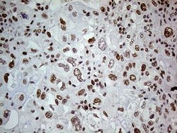 FTO Mouse anti-Human, Clone: OTI4A1, lyophilized, TrueMAB 100 &mu;g; Unconjugated:Antibodies,