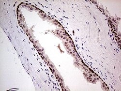 FTO Mouse anti-Human, Clone: OTI4A1, lyophilized, TrueMAB 100 &mu;g; Unconjugated:Antibodies,