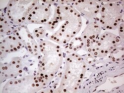 FTO Mouse anti-Human, Clone: OTI4A1, lyophilized, TrueMAB 100 &mu;g; Unconjugated:Antibodies,