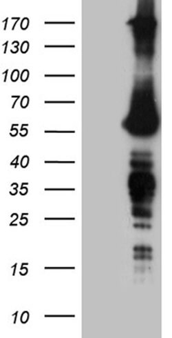 FTO Mouse anti-Human, Clone: OTI4A1, lyophilized, TrueMAB 100 &mu;g; Unconjugated:Antibodies,