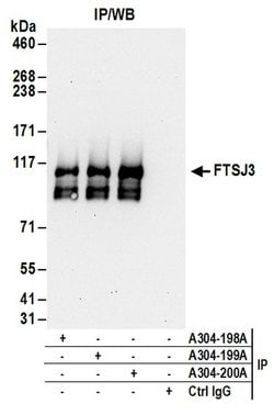 FTSJ3 Rabbit anti-Human, Mouse, Polyclonal, Bethyl Laboratories 100 &mu;L | Buy Online | Bethyl Laboratories, Inc | Fisher Scientific