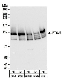 FTSJ3 Rabbit anti-Human, Mouse, Polyclonal, Bethyl Laboratories 100 &mu;L | Buy Online | Bethyl Laboratories, Inc | Fisher Scientific