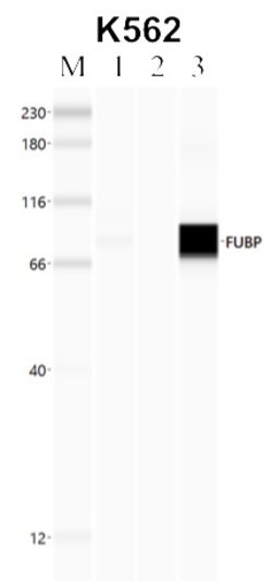 Invitrogen FUBP1 Polyclonal Antibody 100 &mu;L; Unconjugated:Antibodies,