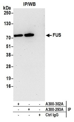 FUS Rabbit anti-Human, Mouse, Polyclonal, Bethyl Laboratories 100 &mu;L;