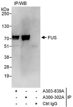 FUS Goat anti-Human, Mouse, Polyclonal, Bethyl Laboratories 100 &mu;L;