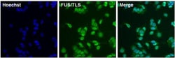 Invitrogen FUS Monoclonal Antibody (1FU-1D2) 50 &mu;L; Unconjugated:Antibodies,