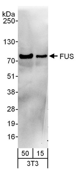 FUS Goat anti-Human, Mouse, Polyclonal, Bethyl Laboratories 100 &mu;L;