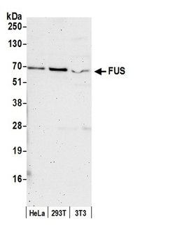 FUS Rabbit anti-Human, Mouse, Polyclonal, Bethyl Laboratories 100 &mu;L;